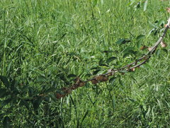 Ulmus minor minor