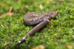 Plethodon hubrichti