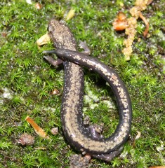Plethodon hubrichti