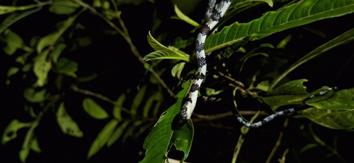 Slender Snail Sucker