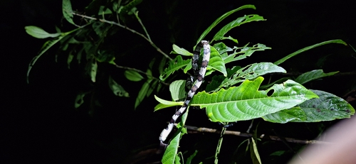 Slender Snail Sucker