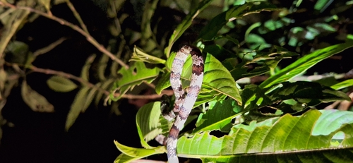 Slender Snail Sucker