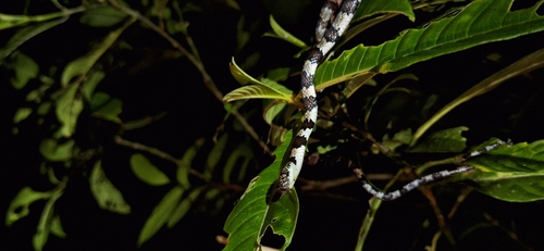 Slender Snail Sucker