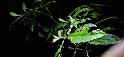 Slender Snail Sucker