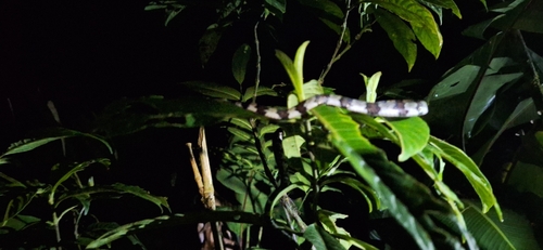 Slender Snail Sucker