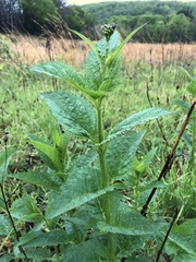 Scrophularia lanceolata