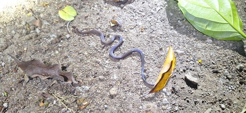 Slevin's Tropical Ground Snake, Trimetopon slevini