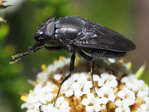 Genus Cosmina · iNaturalist