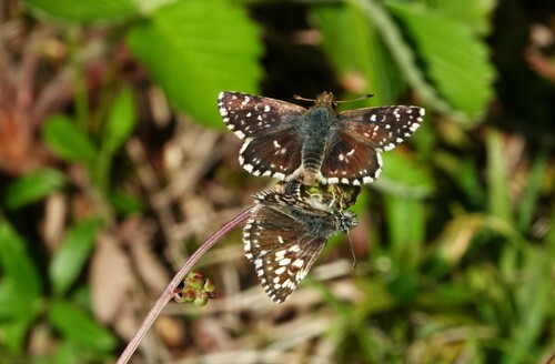 Red-underwing Skipper, St. Sebastian, Österreich, photo 5 of 10
