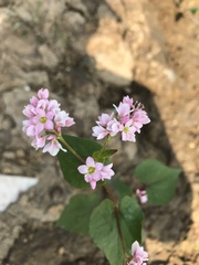 Fagopyrum esculentum