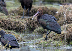 Puna Ibis photo 4