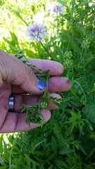 Securigera varia