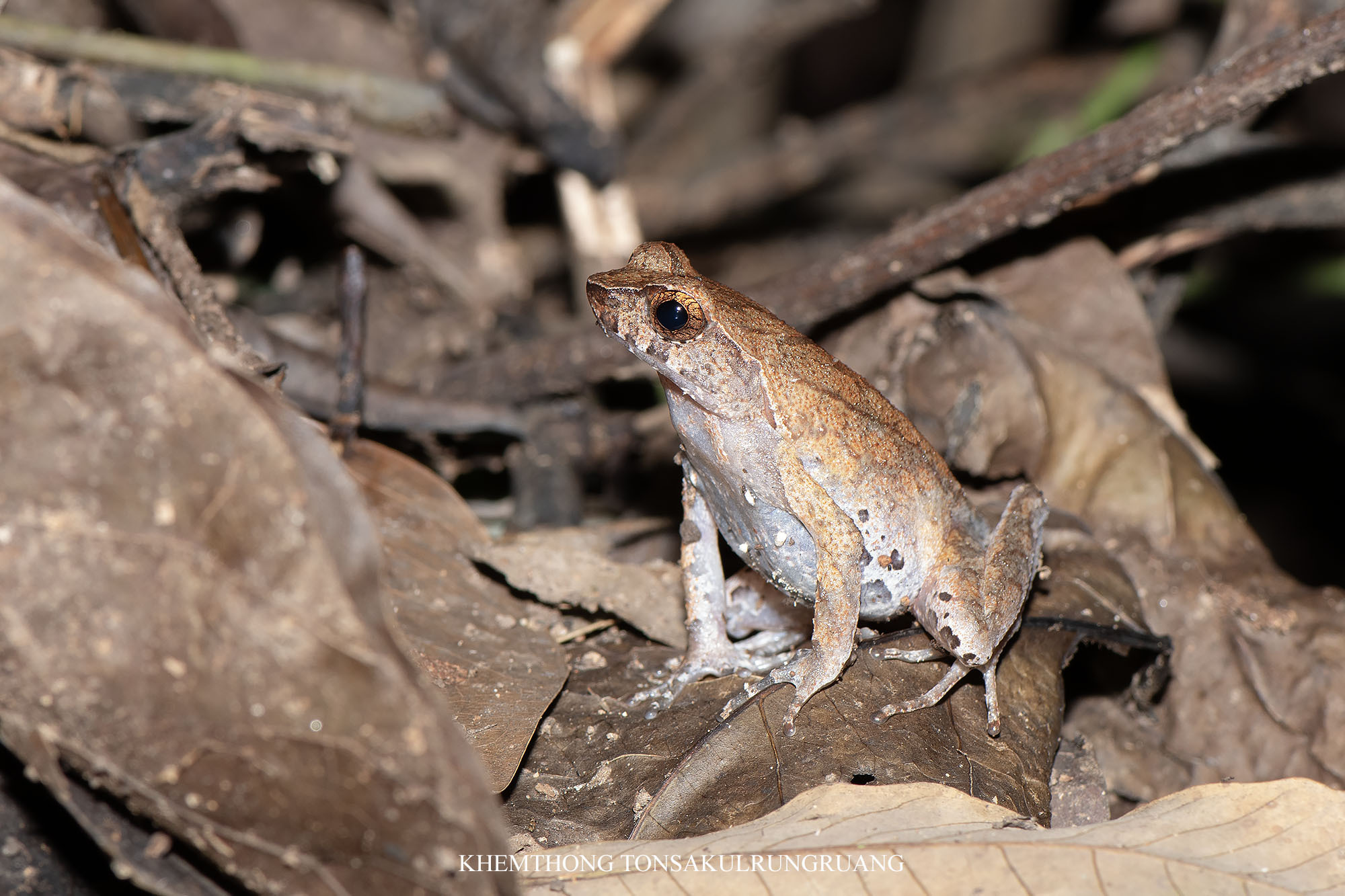 Concave-Crowned Horned Toad photo 3