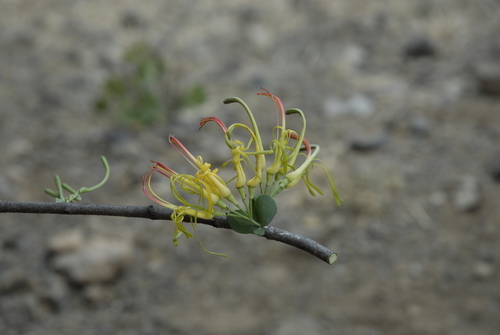 Plicosepalus sagittifolius