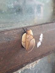 Psilopygida crispula