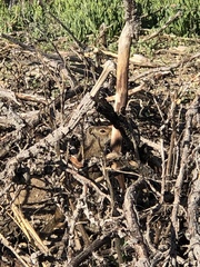 Otospermophilus variegatus
