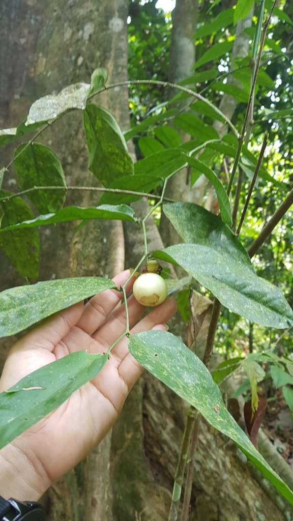 Breynia pierrei (Breynia pierrei)
