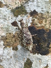 Theopompa ophthalmica