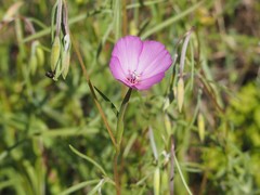 Clarkia gracilis
