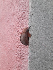 Psilopygida crispula