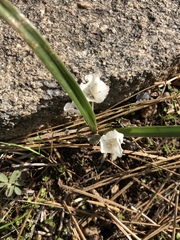 Calochortus minimus