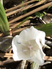 Calochortus minimus