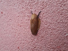 Psilopygida crispula