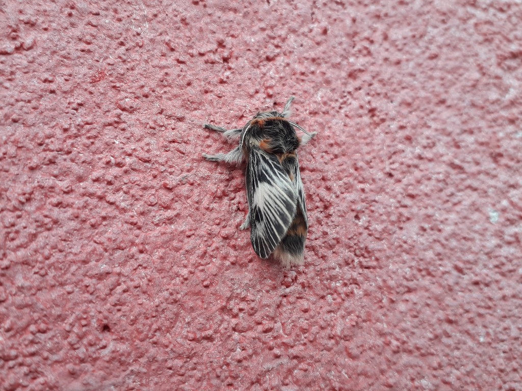 Megalopyge uruguayensis