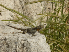 Laudakia vulgaris