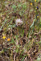 Castilleja densiflora densiflora