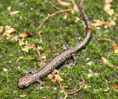 Plethodon hubrichti