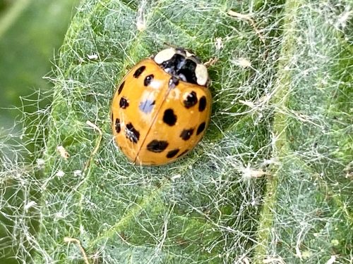 iNaturalist observation photo of Asian Lady Beetle