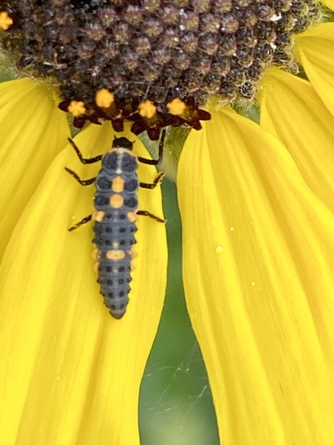 iNaturalist observation photo of Spotless Lady Beetle
