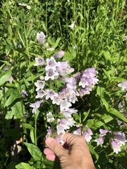 Penstemon calycosus