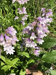 Penstemon calycosus
