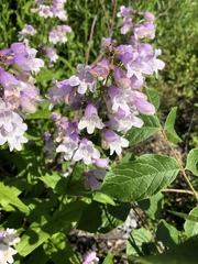 Penstemon calycosus