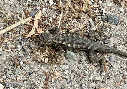 iNaturalist observation photo of Western Fence Lizard