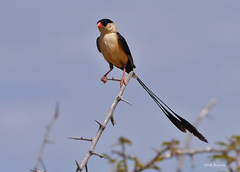 Vidua regia