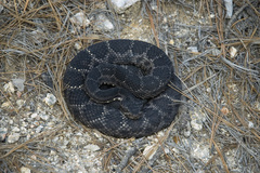 Crotalus cerberus