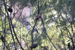 Hakea bakeriana