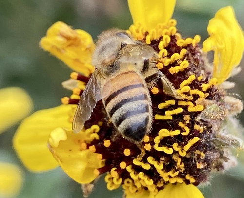 iNaturalist observation photo of Western Honey Bee