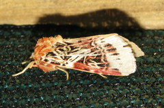 Spodoptera picta