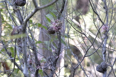 Hakea bakeriana