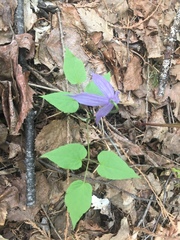Clematis occidentalis grosseserrata