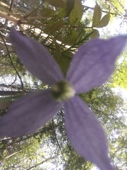 Clematis occidentalis grosseserrata