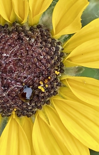 iNaturalist observation photo of Argentine Ant