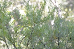 Hakea bakeriana