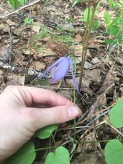 Clematis occidentalis grosseserrata