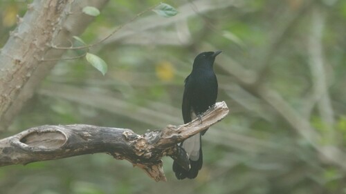 White-vented Shama (Copsychus niger), photo 7