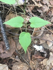 Clematis occidentalis grosseserrata